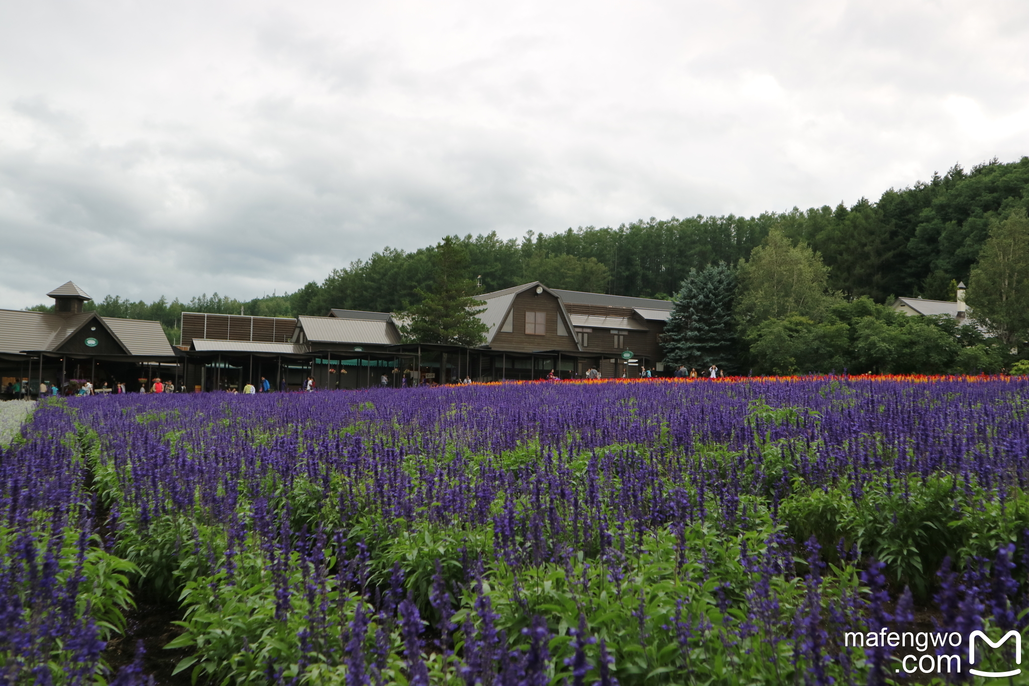 北海道自助遊攻略