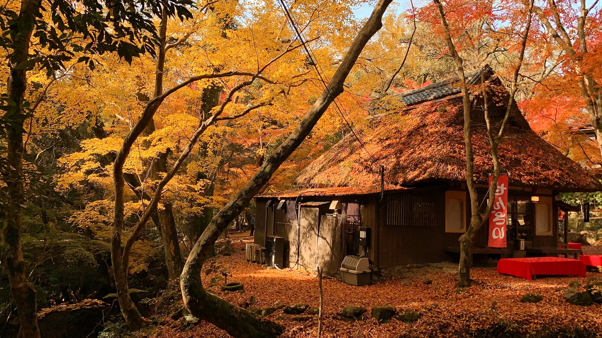 京都自助遊攻略