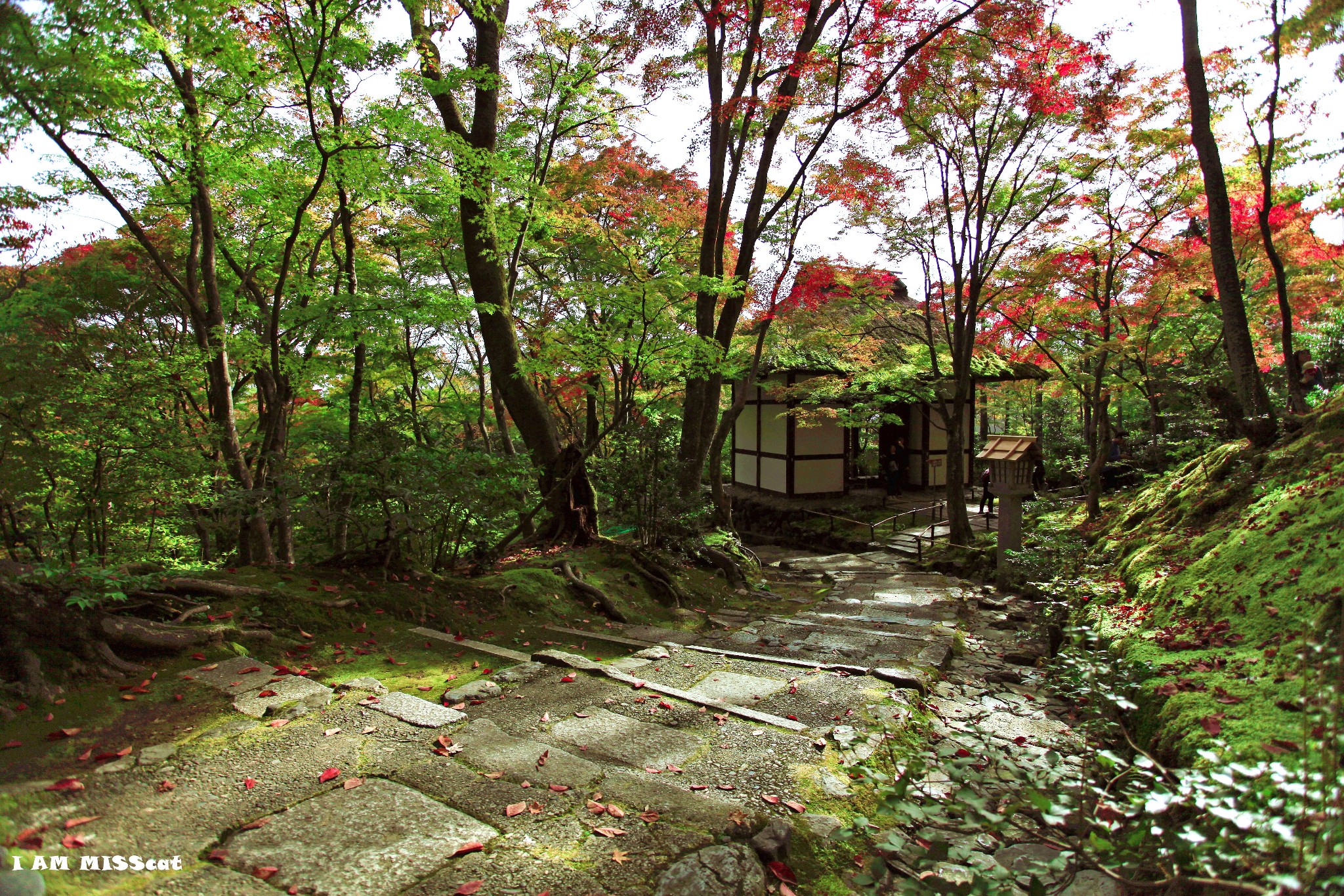 京都自助遊攻略