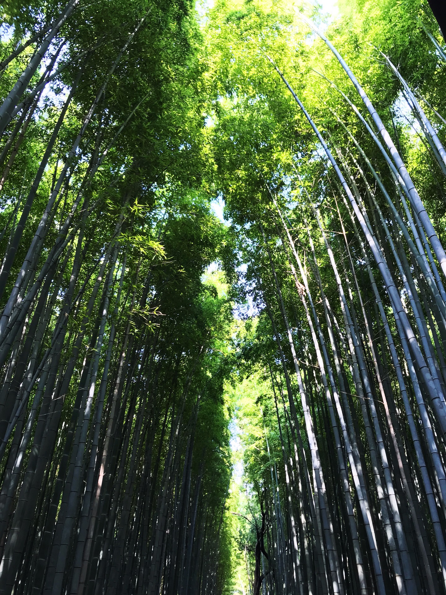 京都自助遊攻略