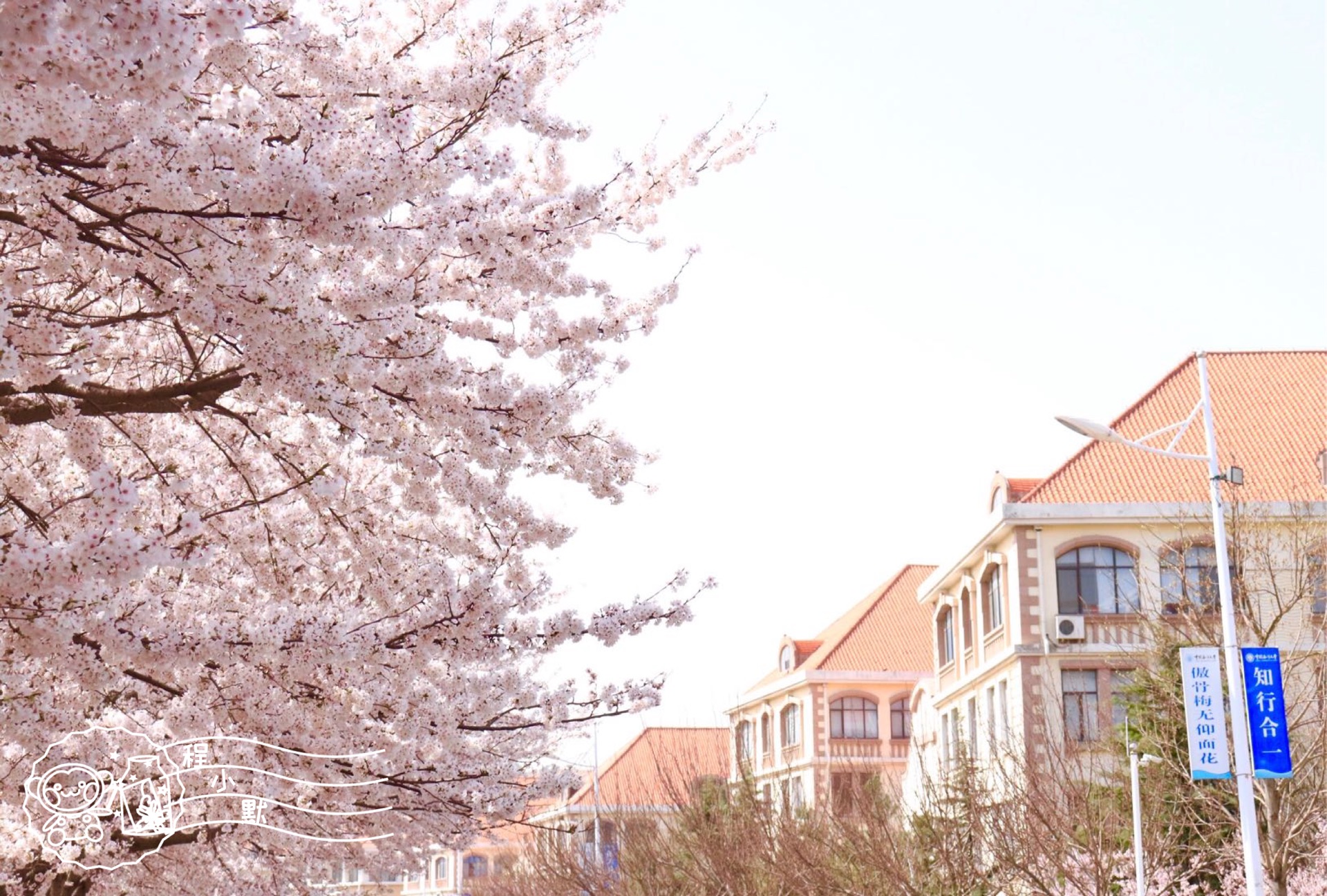 青岛樱花节什么时候开始,青岛樱花节在哪里举行,青岛樱花节游玩攻略