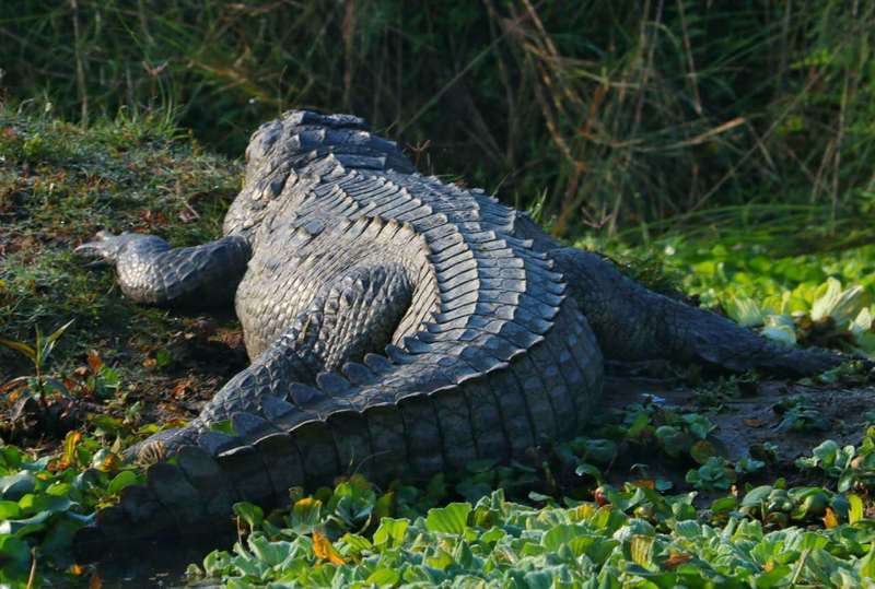 尼泊爾自助遊攻略