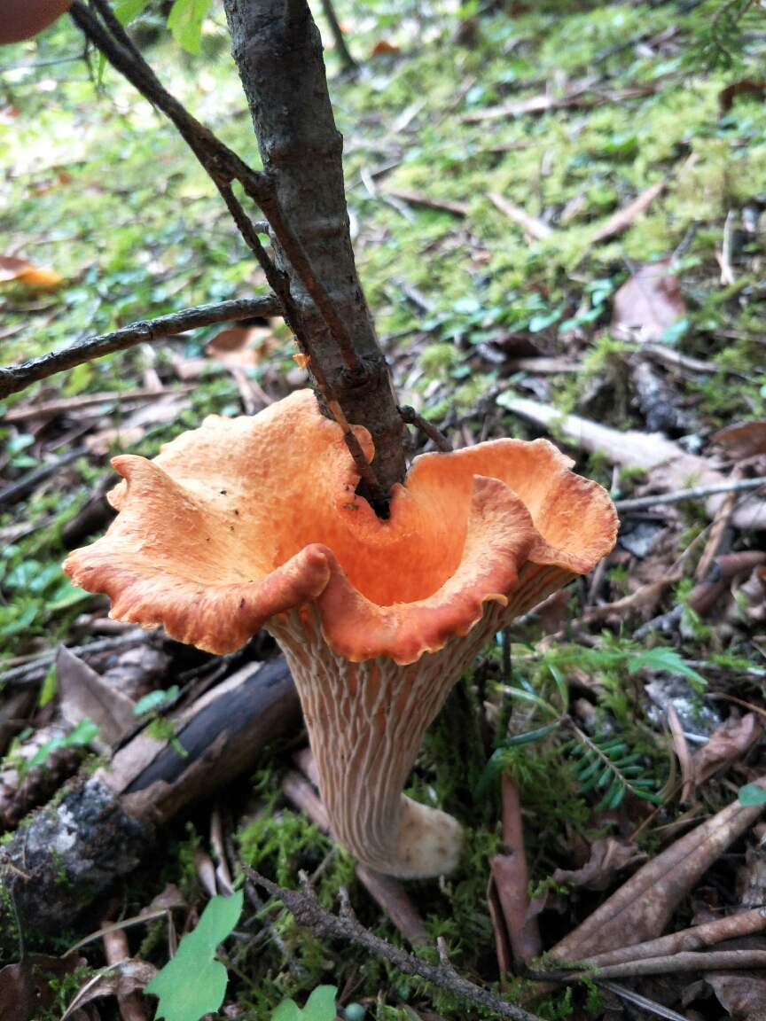 雨崩自助遊攻略