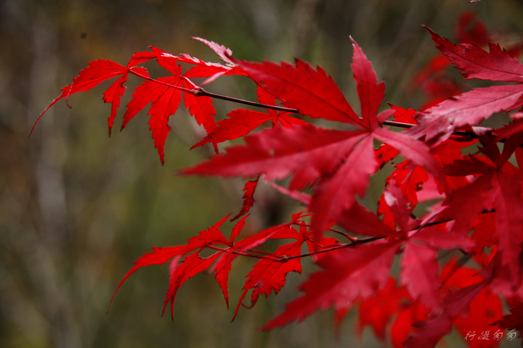 满山红叶似彩霞简谱_满山红叶似彩霞图片(3)