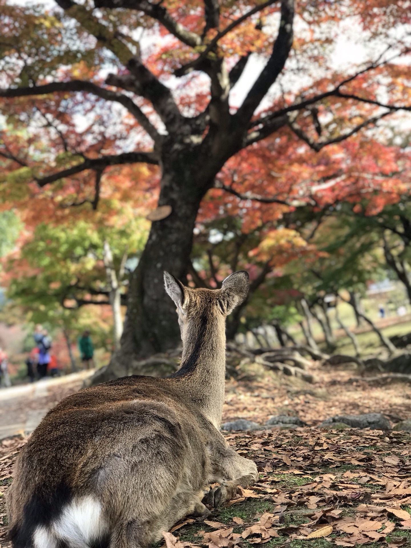 日本自助遊攻略