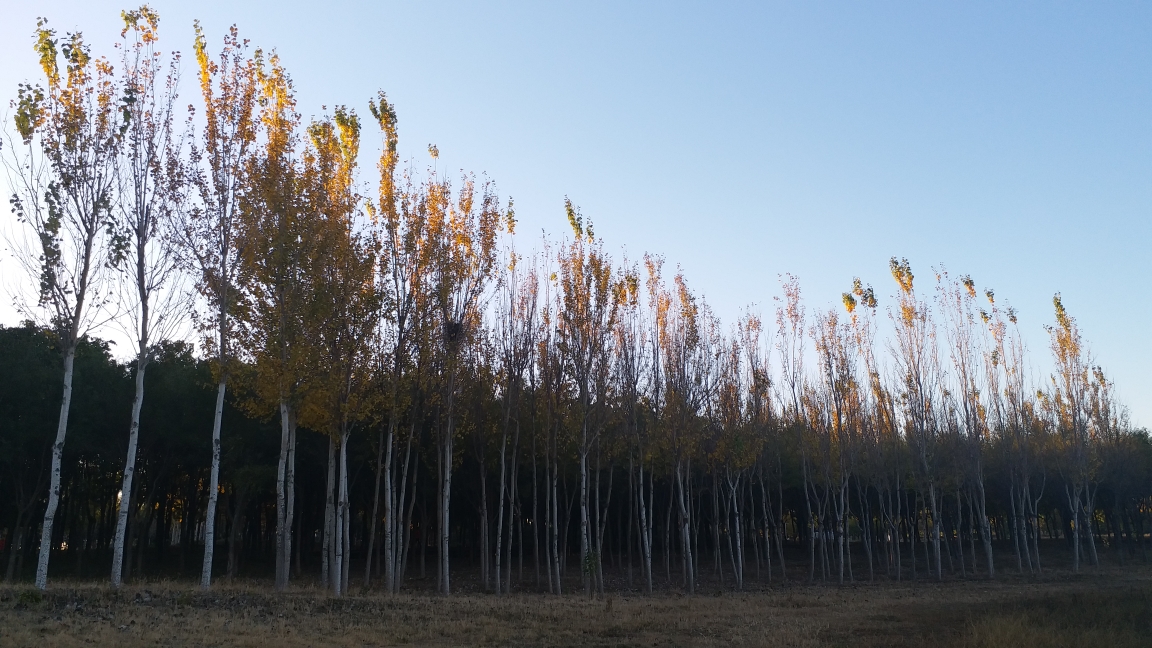 成排白楊樹是北方常見樹種,太陽剛剛照到樹梢,不由地想起那首歌