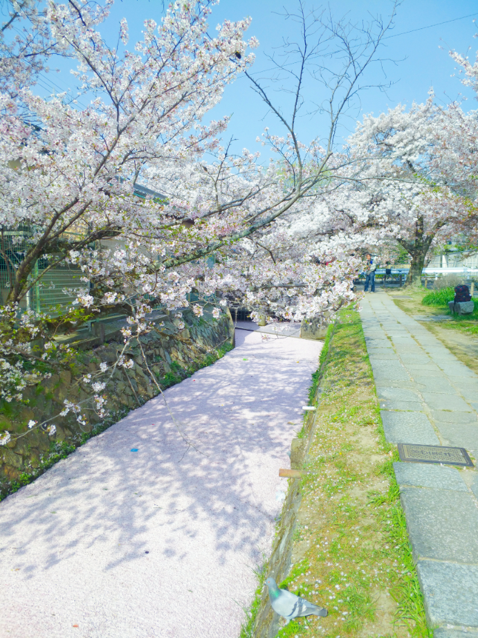 京都自助遊攻略