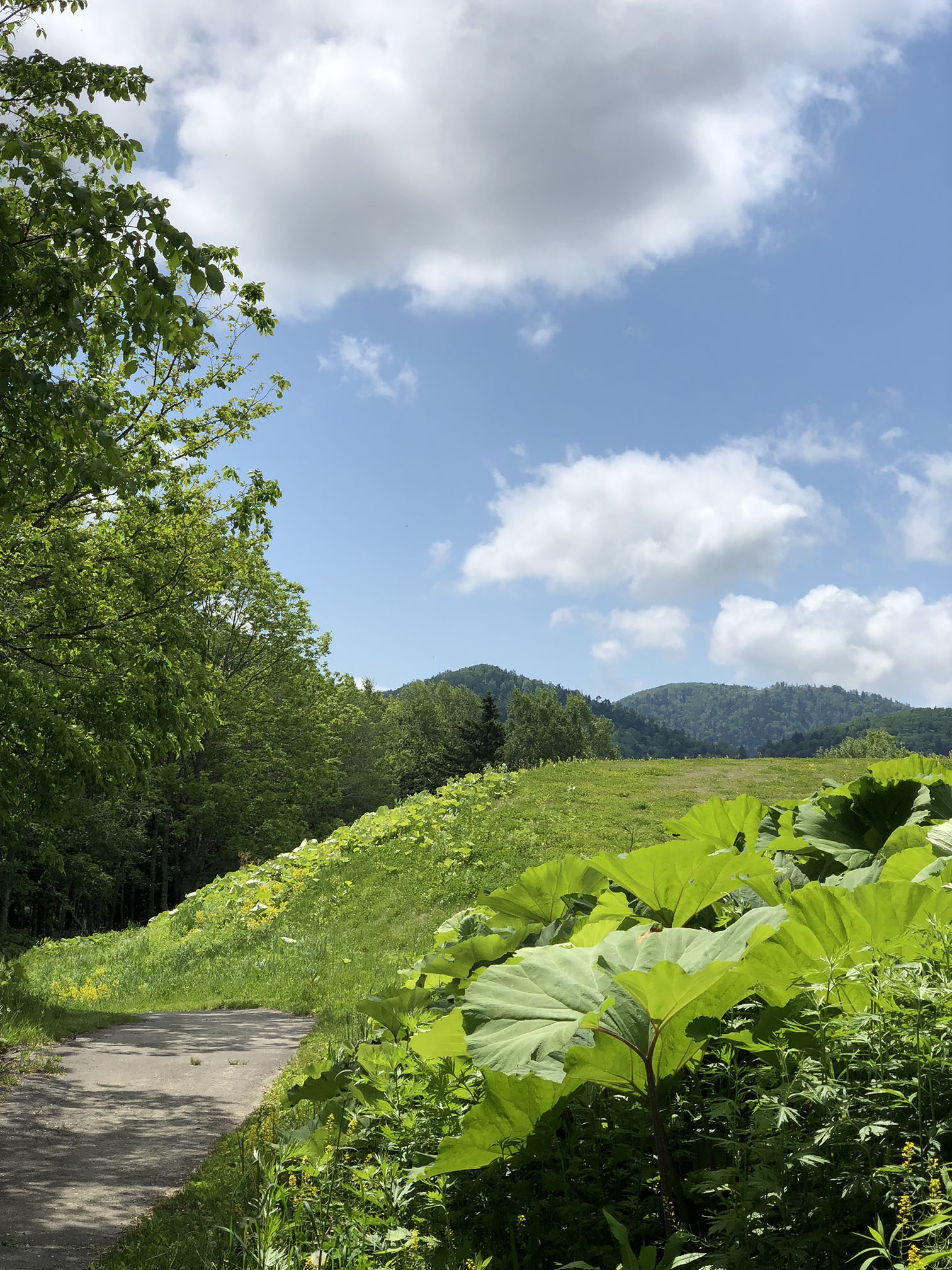 北海道自助遊攻略