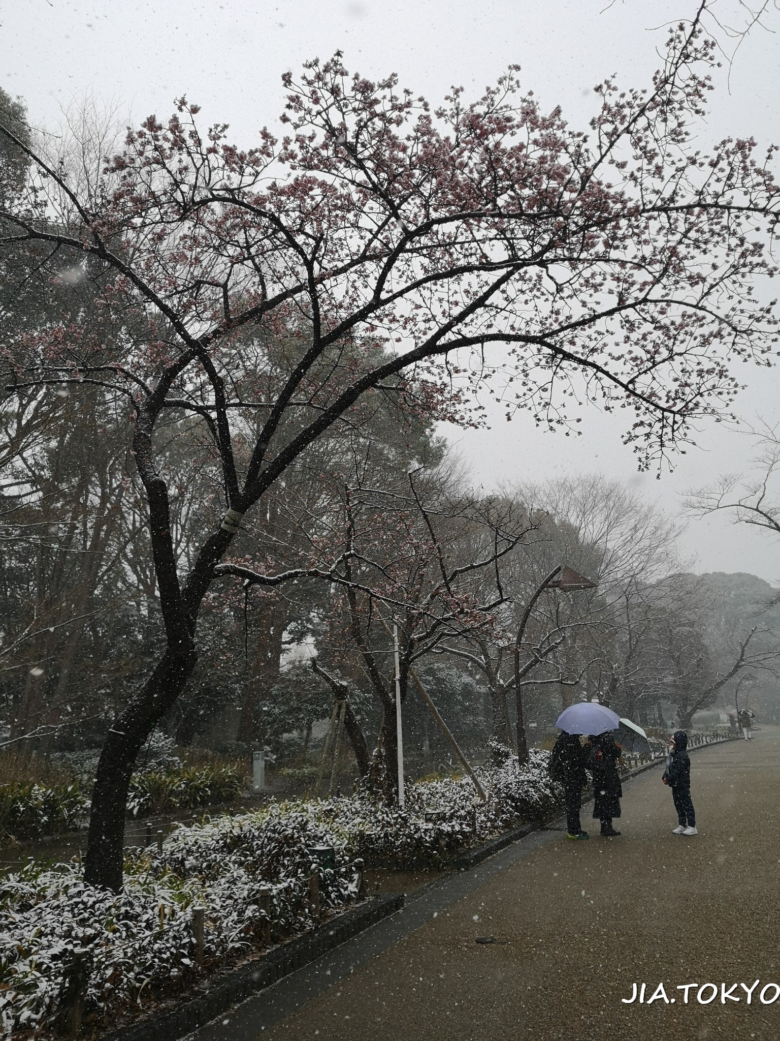 東京自助遊攻略