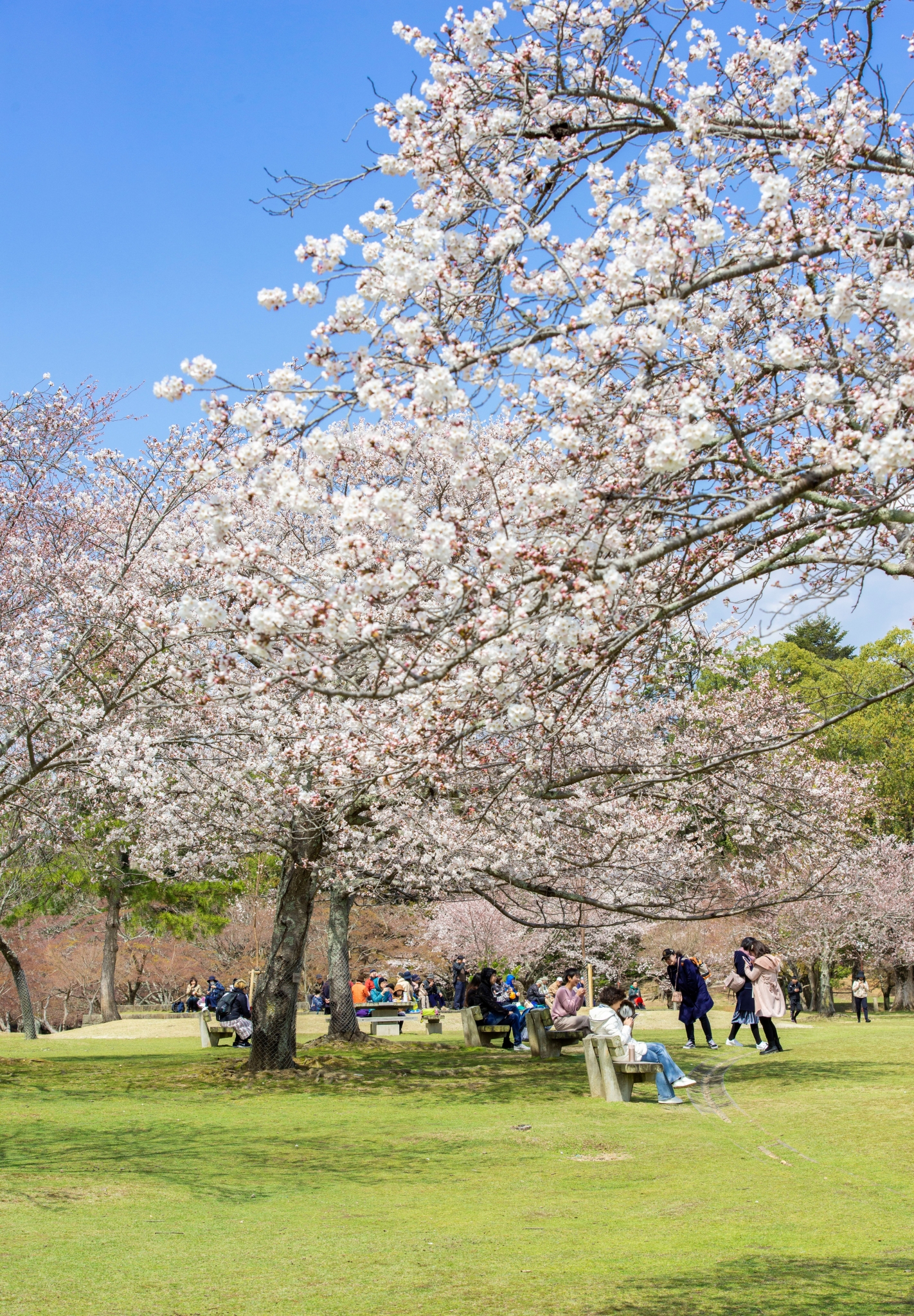 京都自助遊攻略