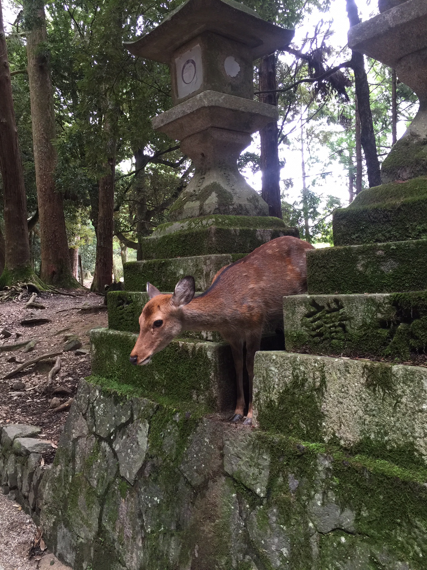 京都自助遊攻略