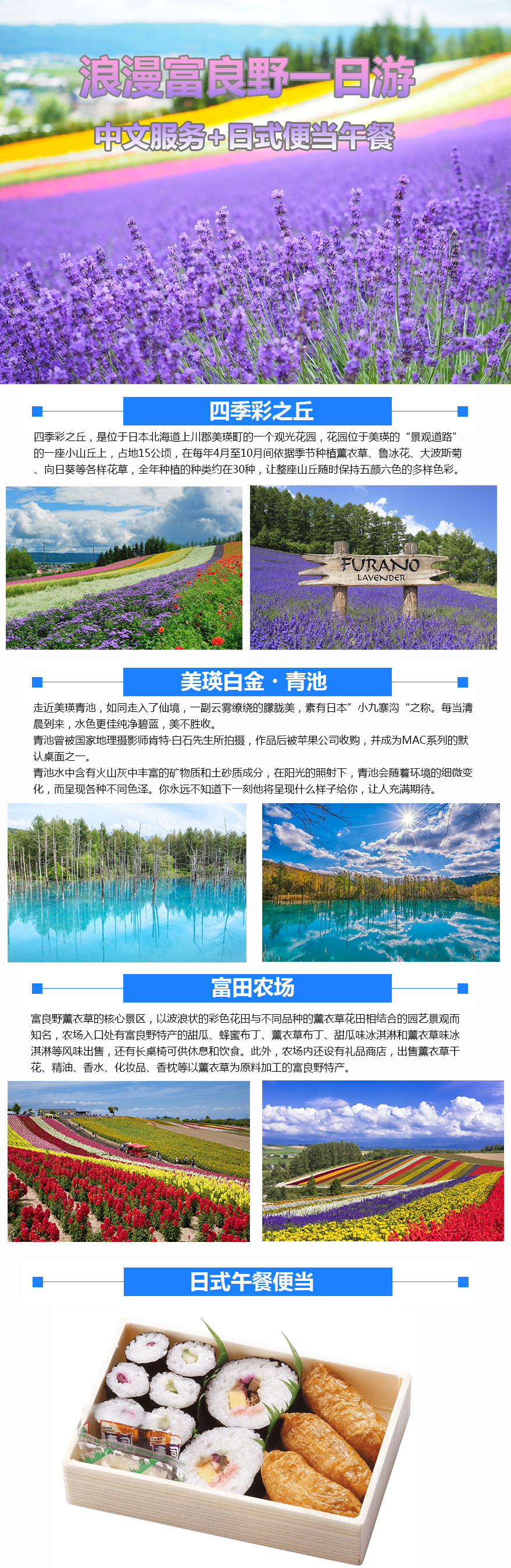 北海道富良野浪漫赏花一日游 中文服务 午餐便当 富田农场 四季彩之丘 马蜂窝自由行 马蜂窝自由行