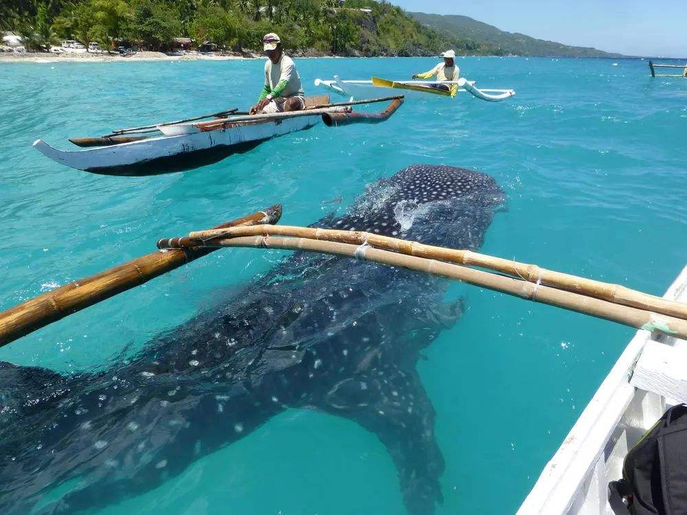 震撼鲸鲨 超猛沙丁鱼风暴,端午三天玩翻菲律宾!