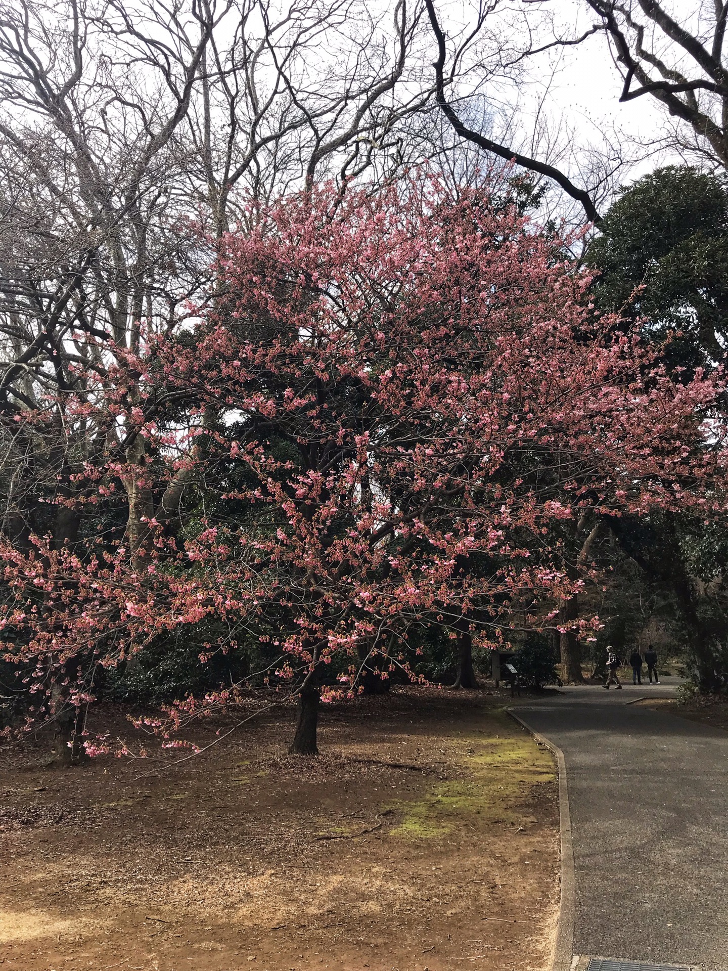 東京自助遊攻略