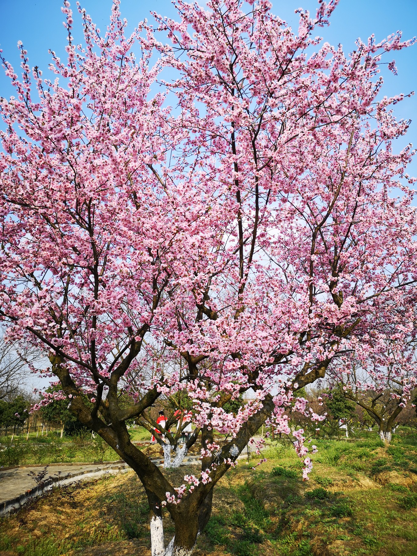 梅花镇梅花村人口_乐昌梅花镇梅花街(2)