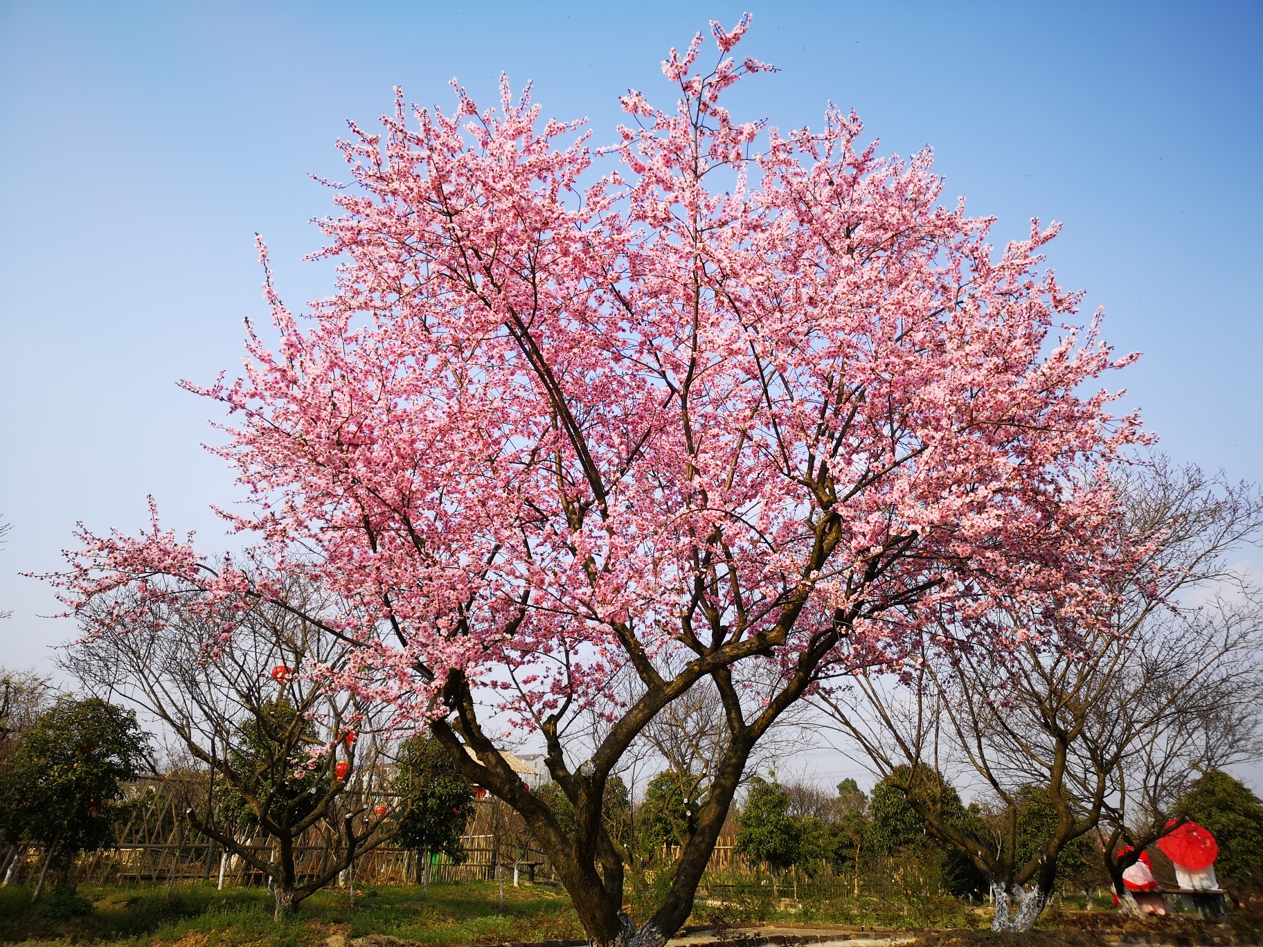 梅花镇梅花村人口_乐昌梅花镇梅花街(2)