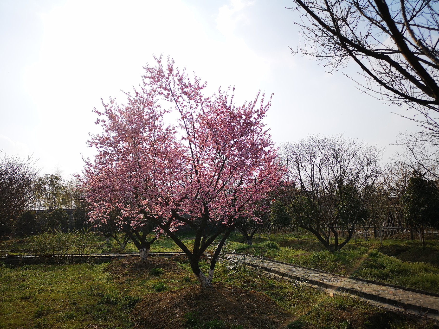 梅花镇梅花村人口_乐昌梅花镇梅花街