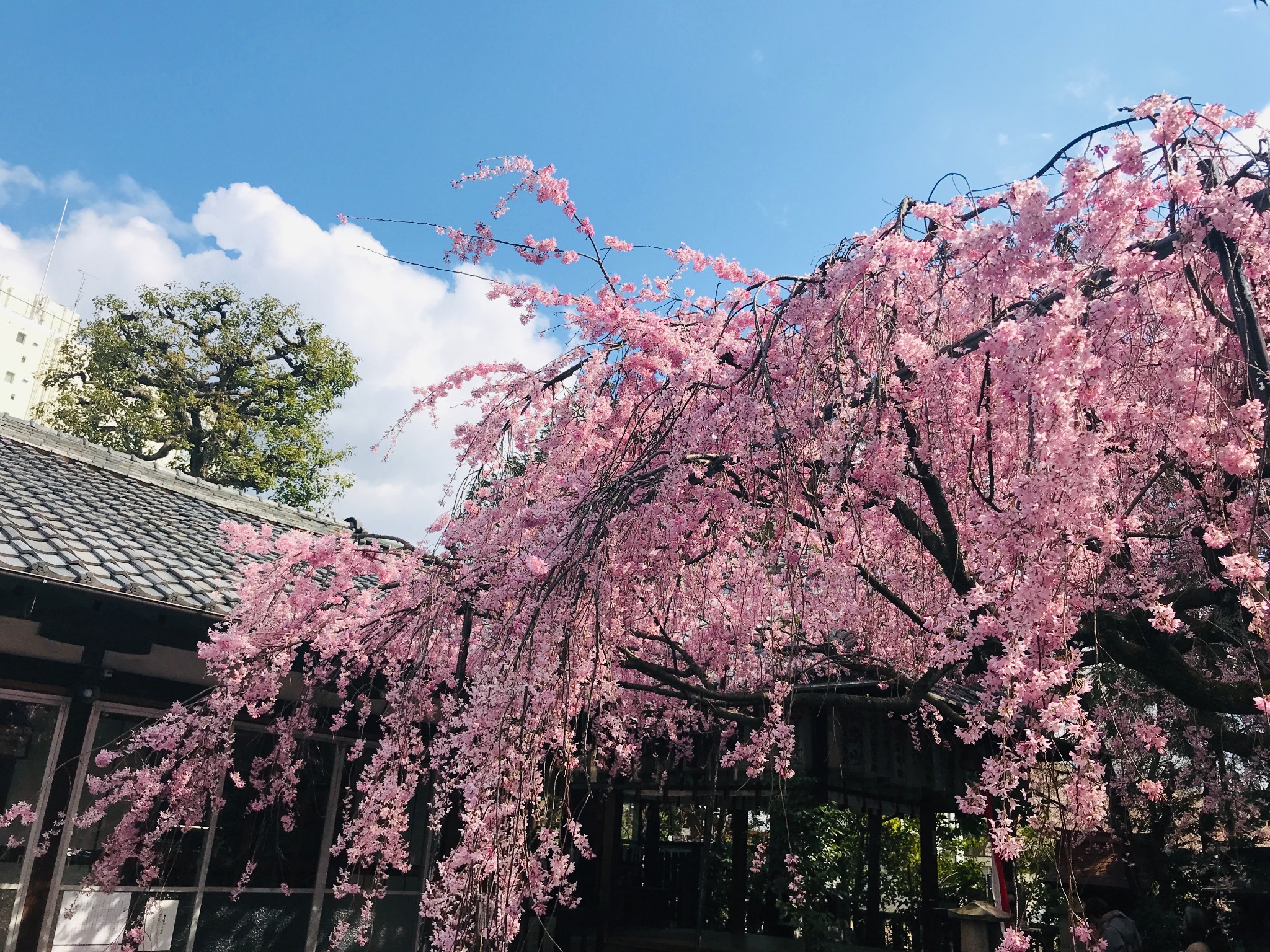 京都自助遊攻略