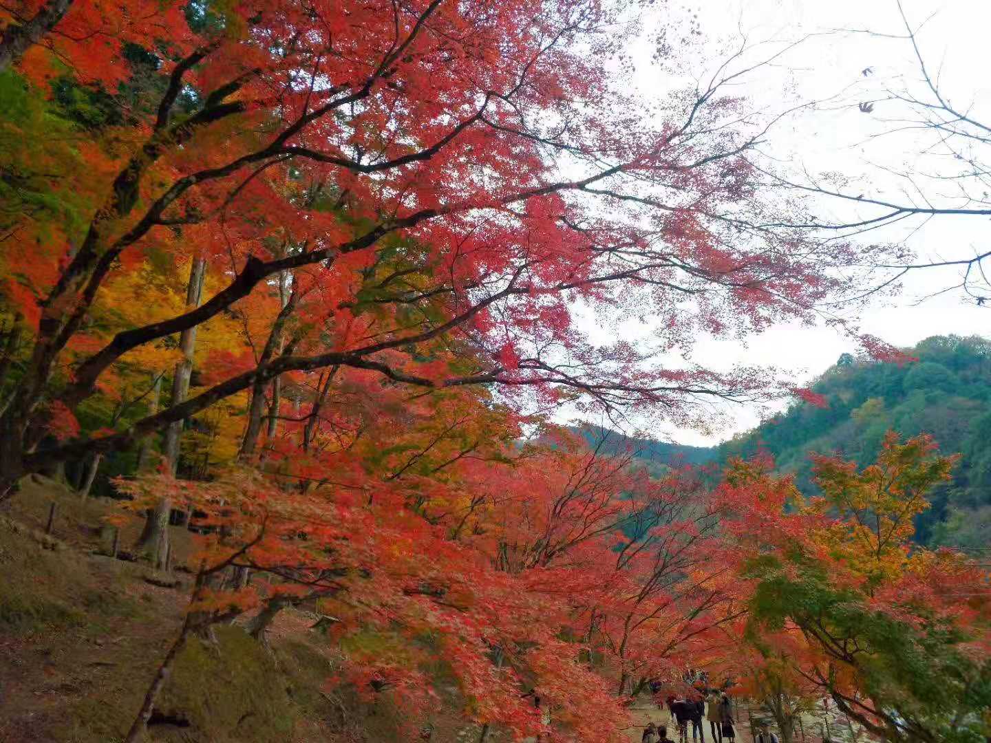 名古屋自助遊攻略