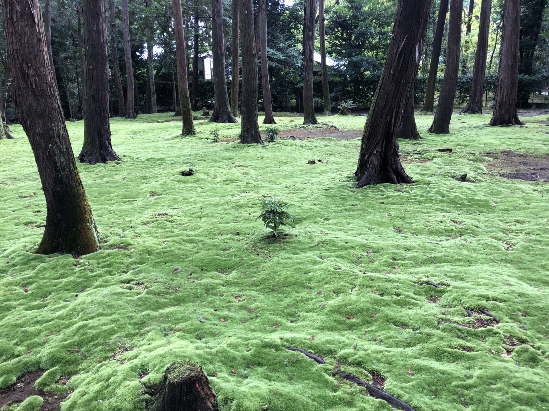 日本自助遊攻略