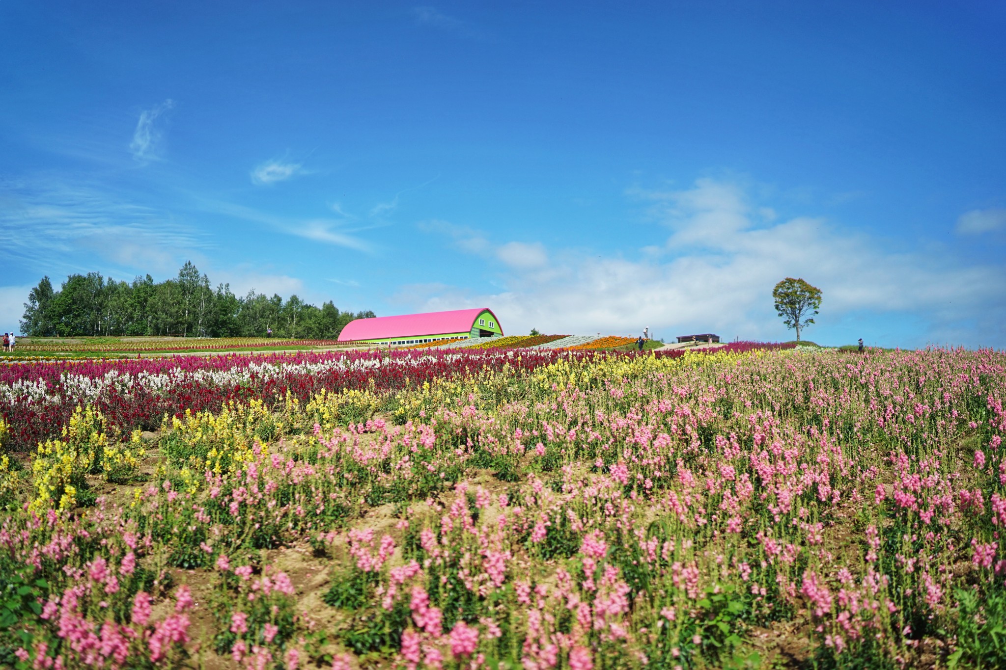 北海道自助遊攻略