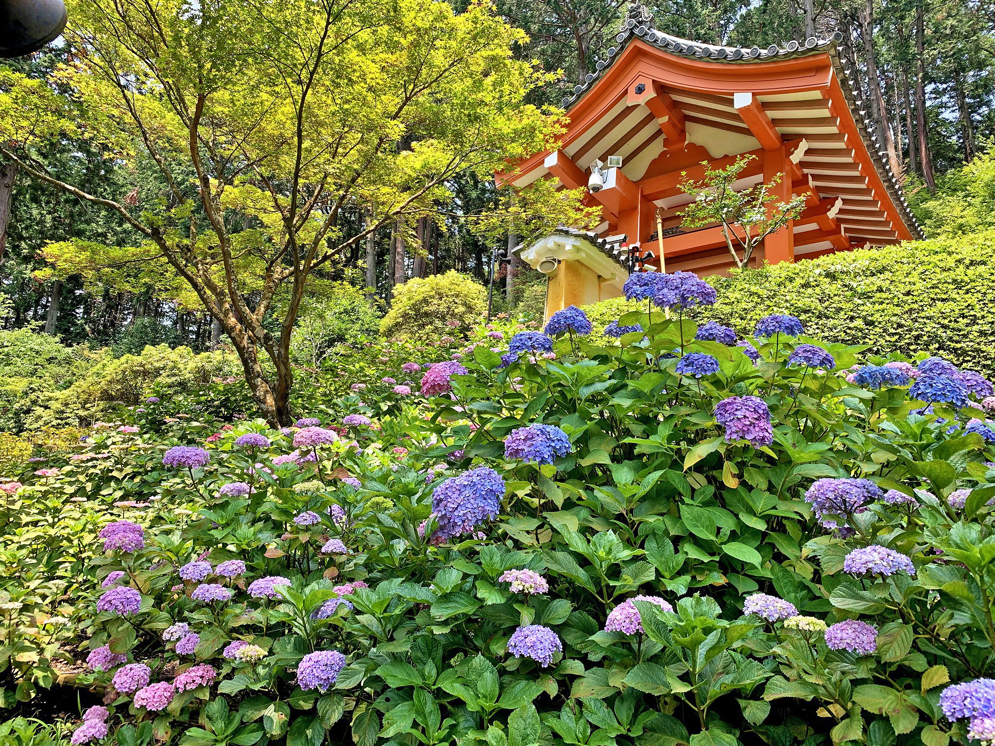 京都自助遊攻略