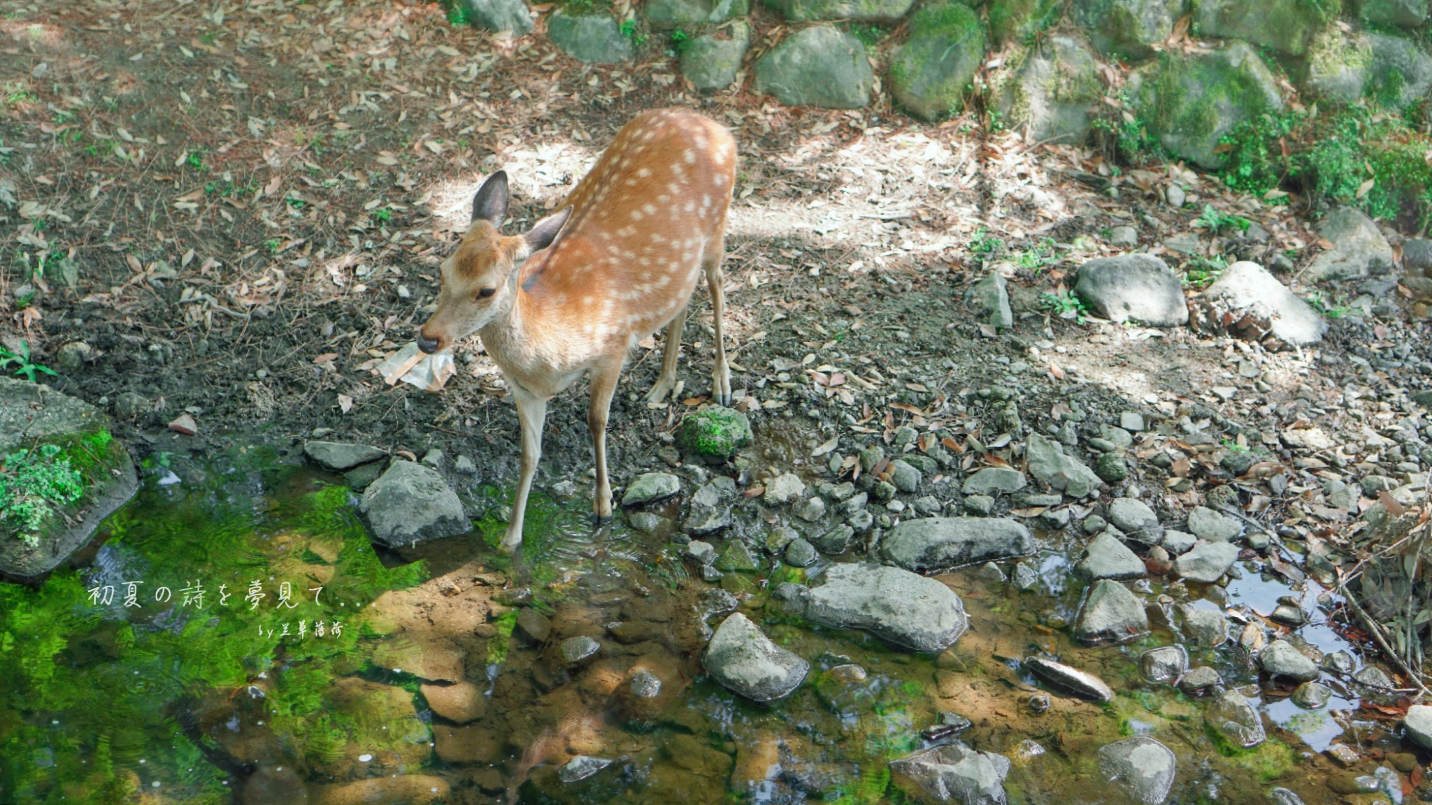 京都自助遊攻略