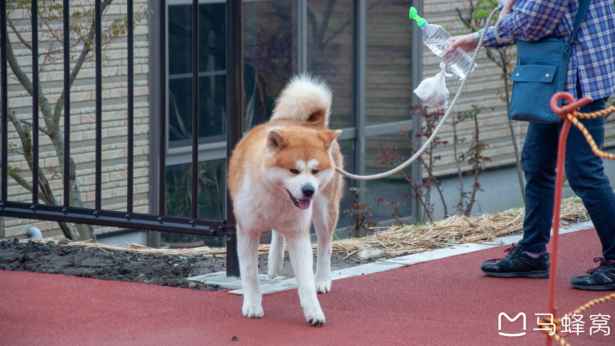 日本自助遊攻略