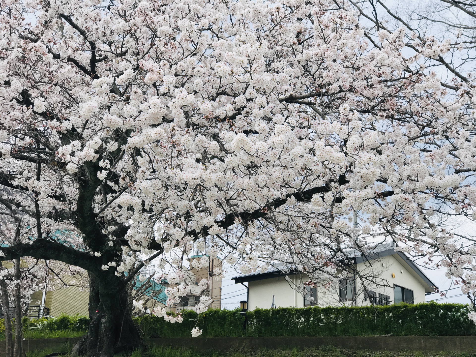 京都自助遊攻略