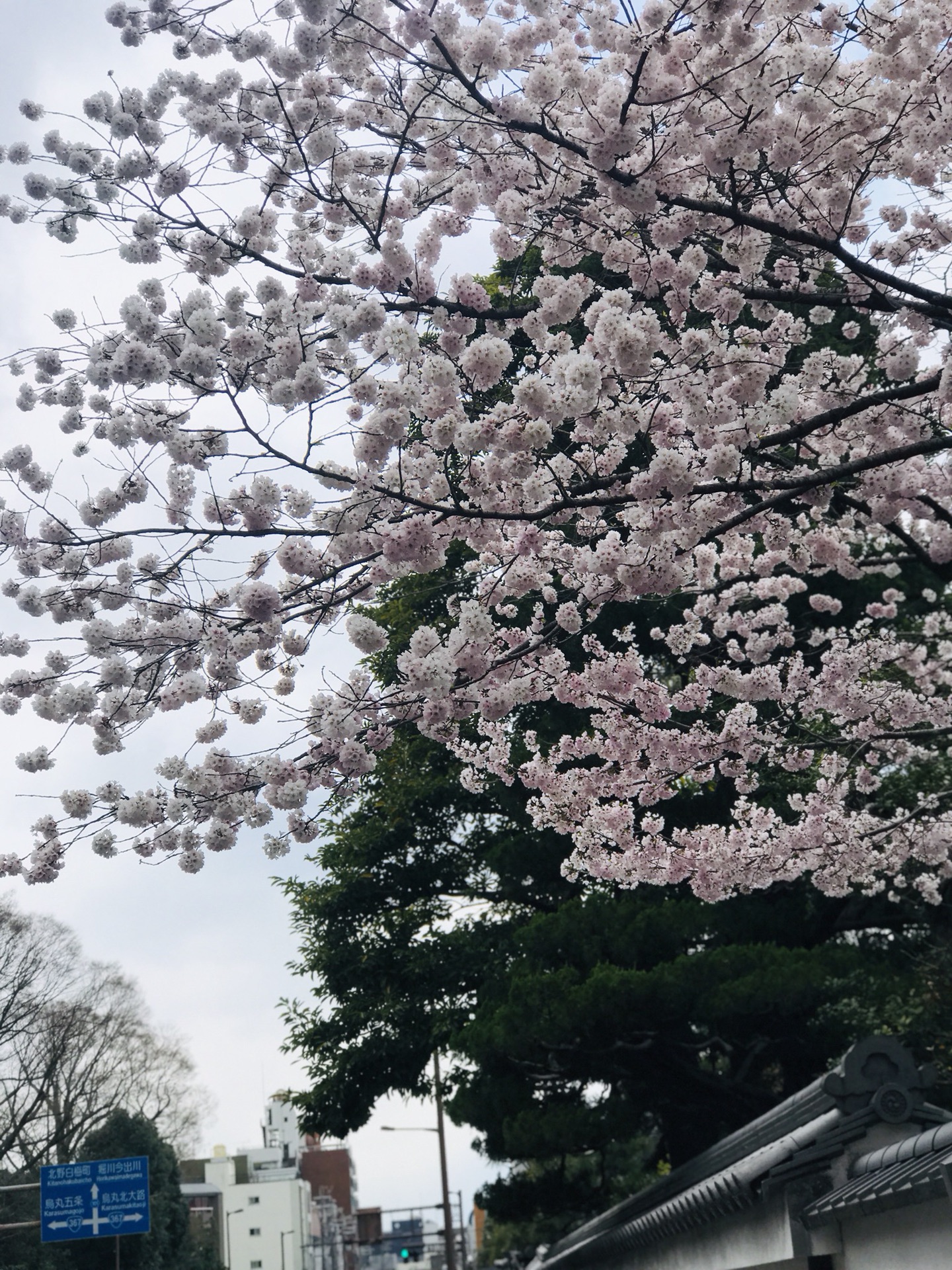 京都自助遊攻略