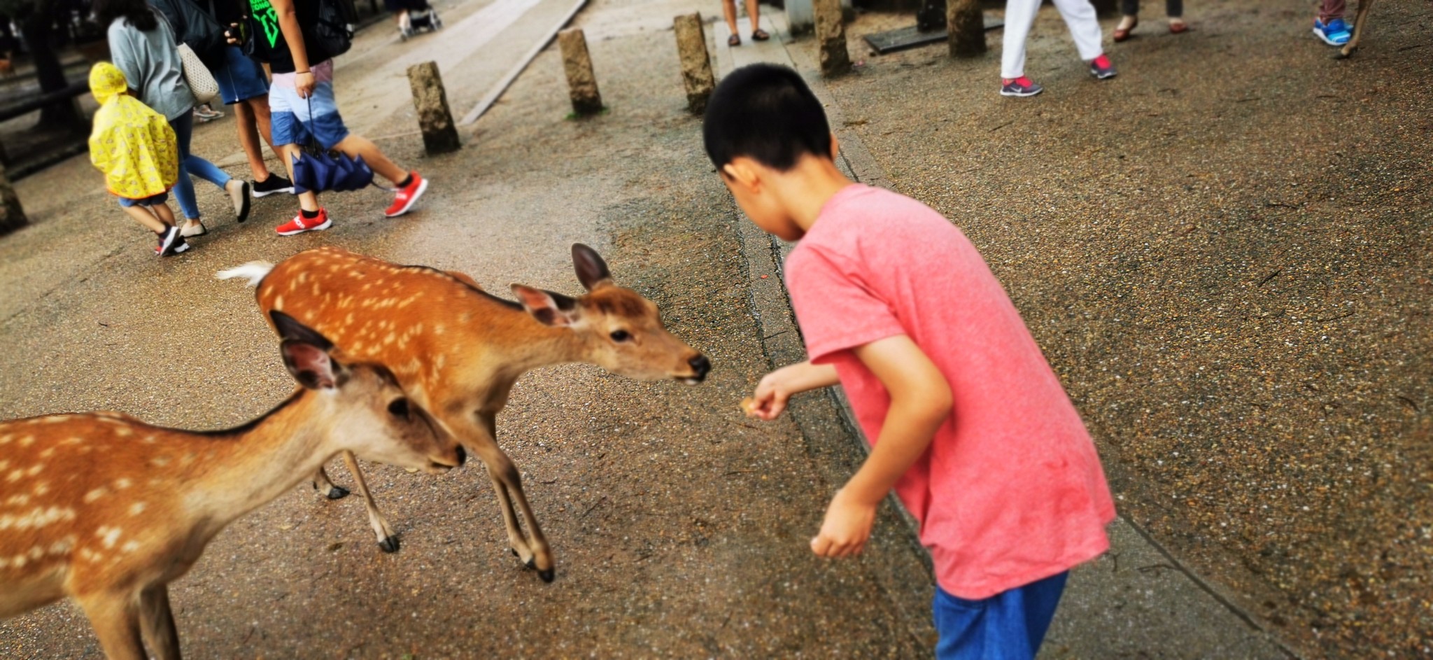 京都自助遊攻略