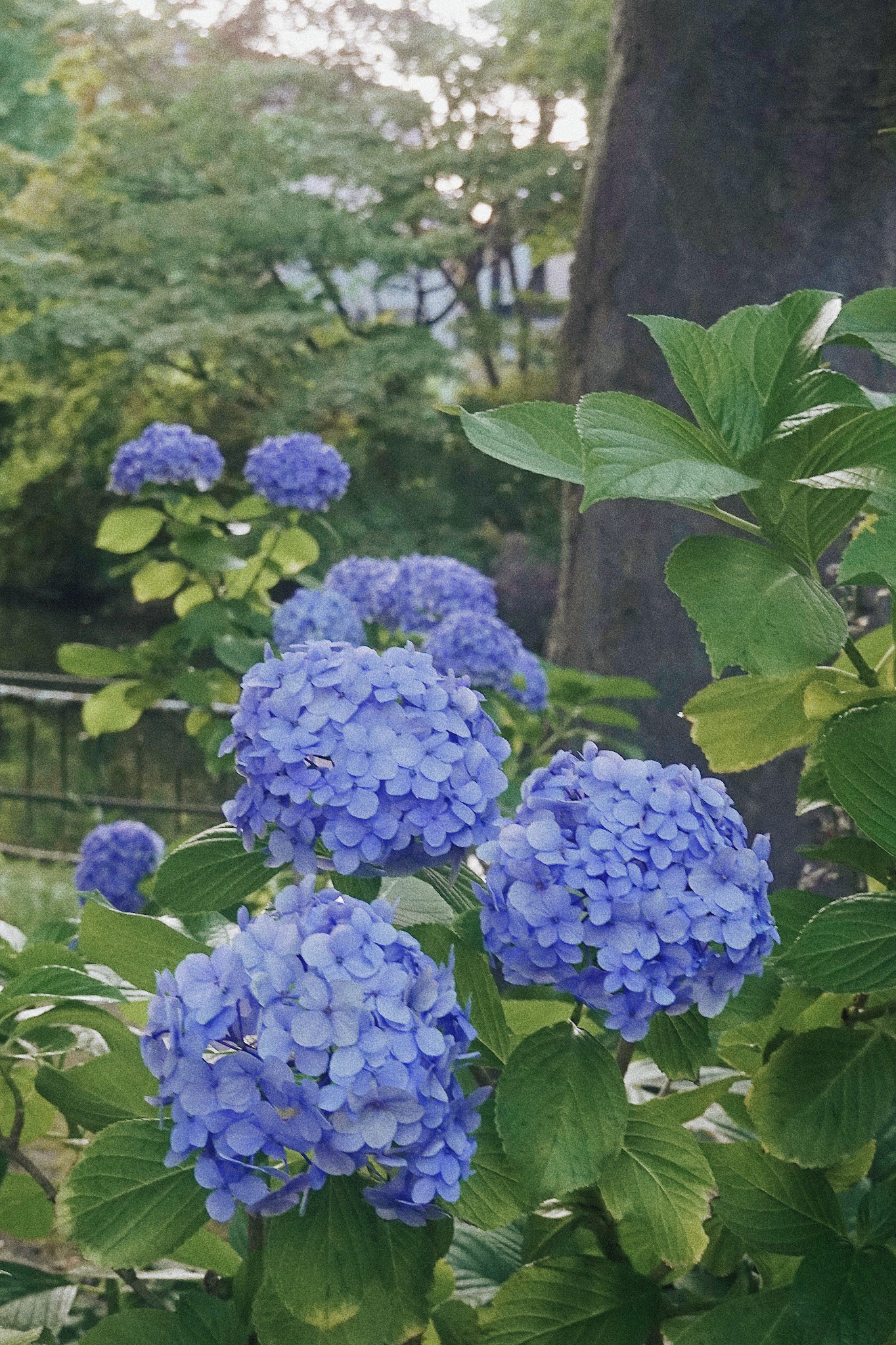 日本青森之旅,去感受原味的夏天(睡魔祭深度体验)