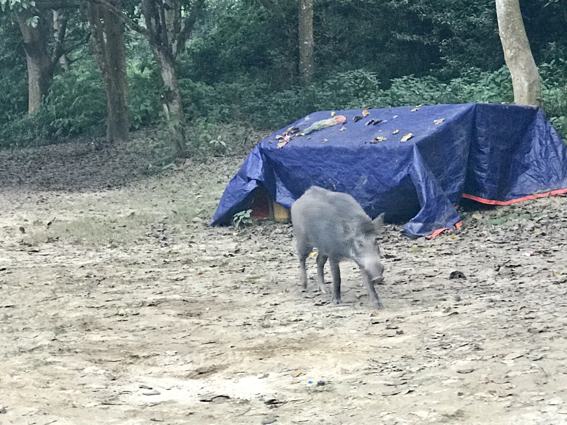 尼泊爾自助遊攻略