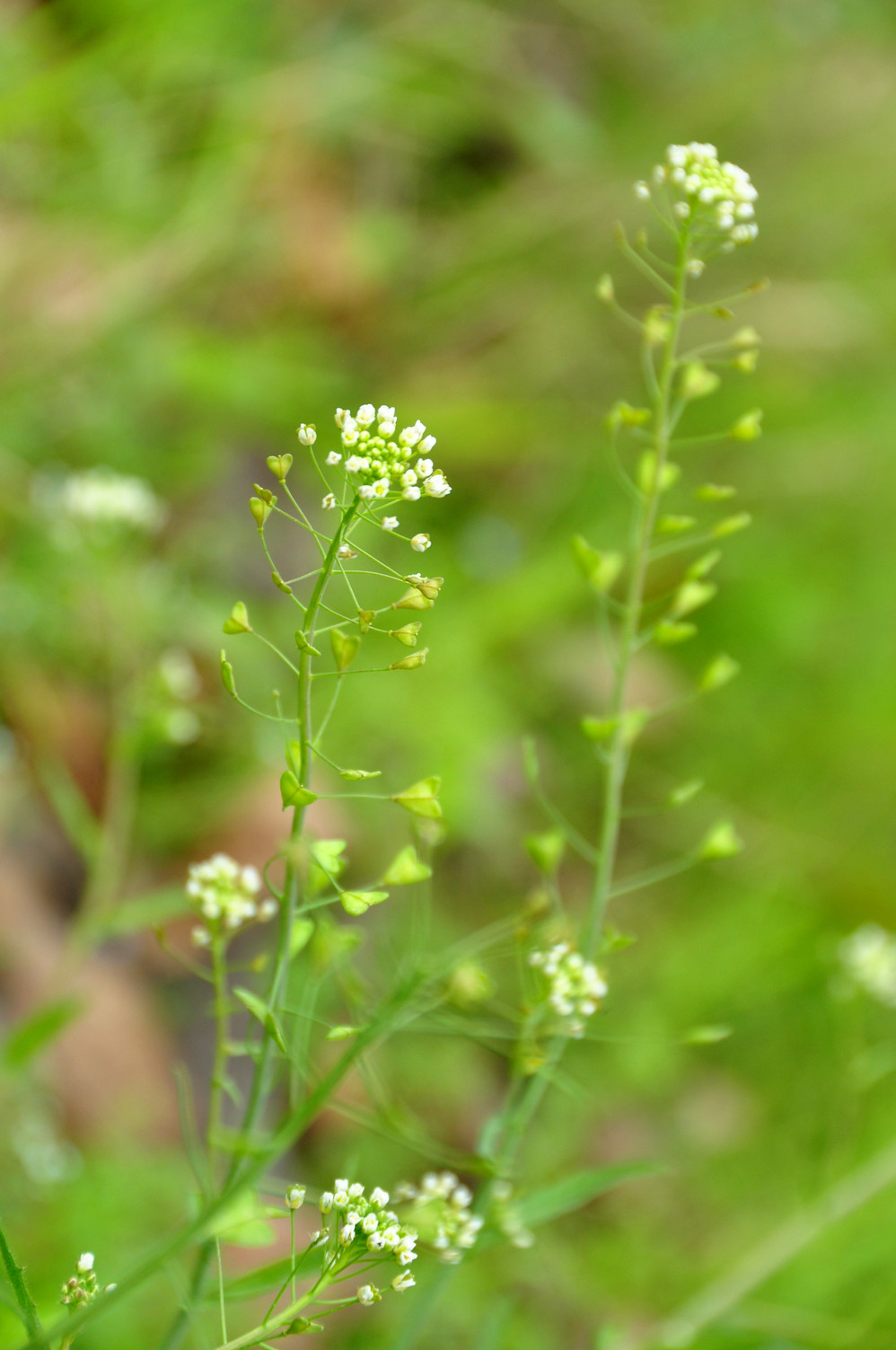 之水                            的贴子: 回复伊人的图片:是苜蓿吗