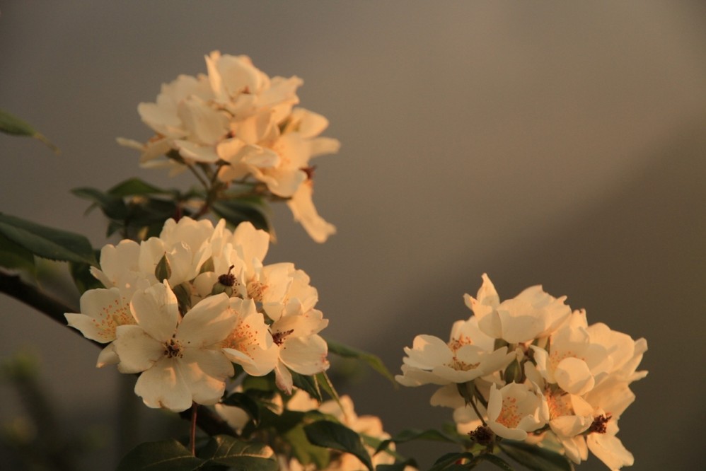 回复帖子:故乡那朵牛头花