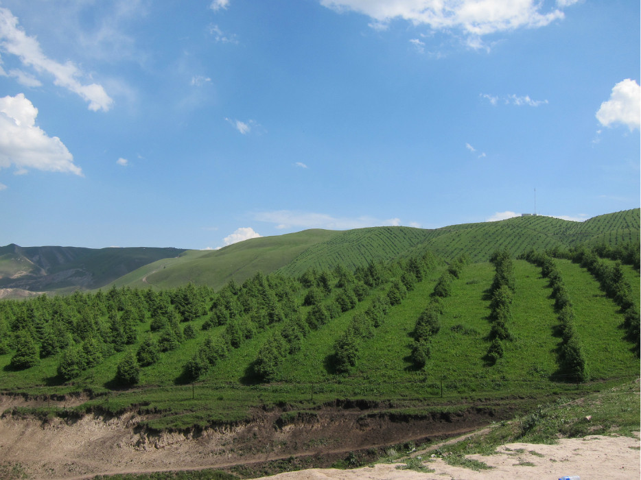 沿途可见很整齐的伏地松