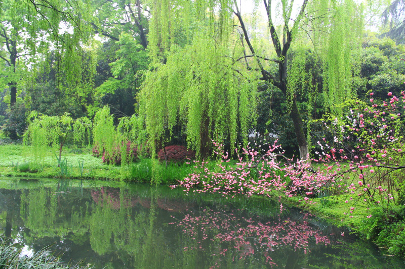 柳浪闻莺植物图片