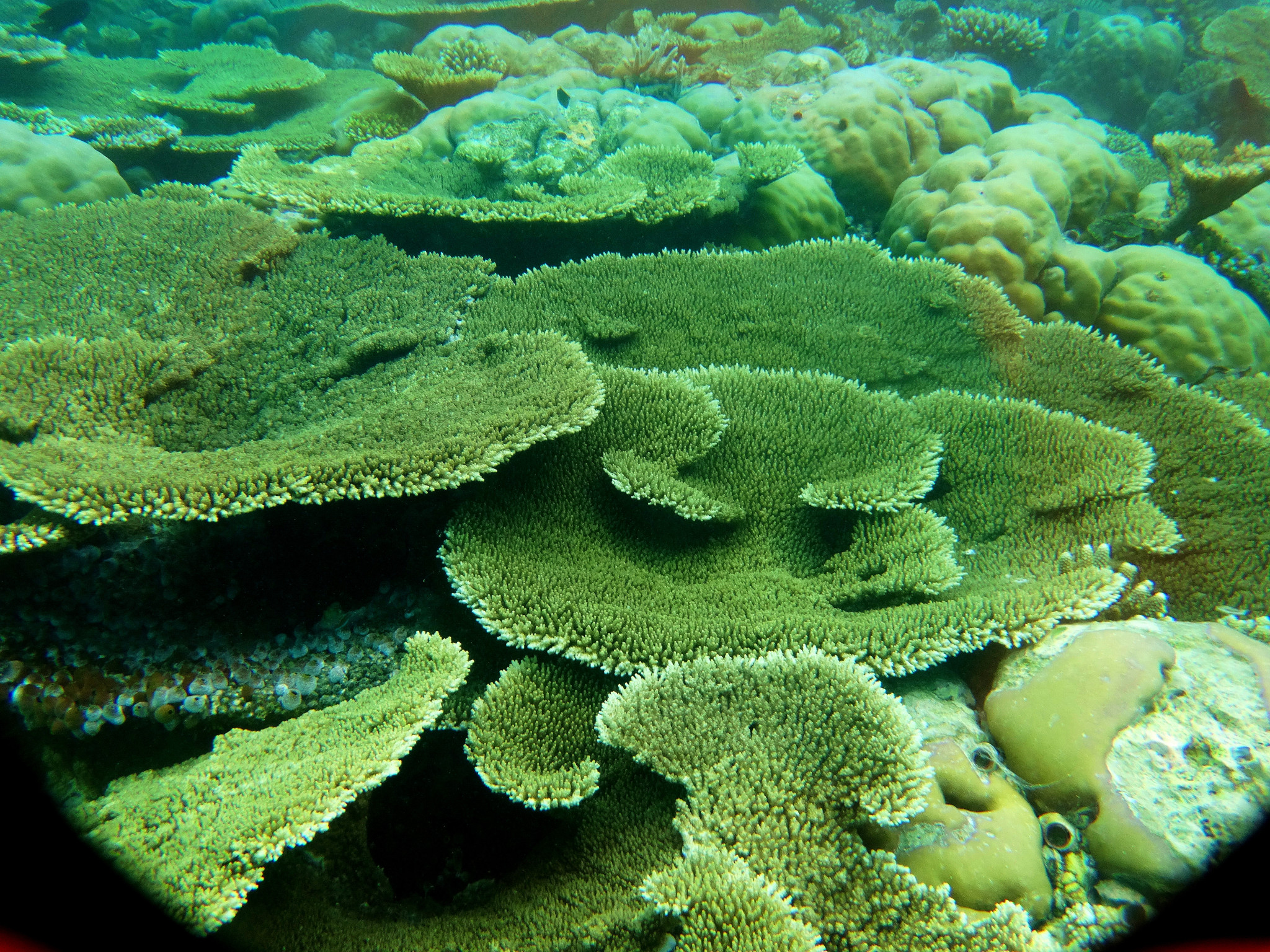 馬爾代夫薩芙莉島safari island 浮潛