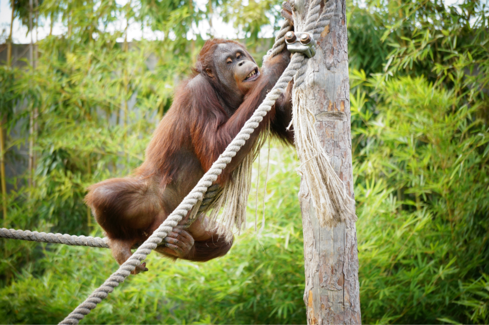上海野生动物园自助一日游(原创) shanghai wild animal park图片98