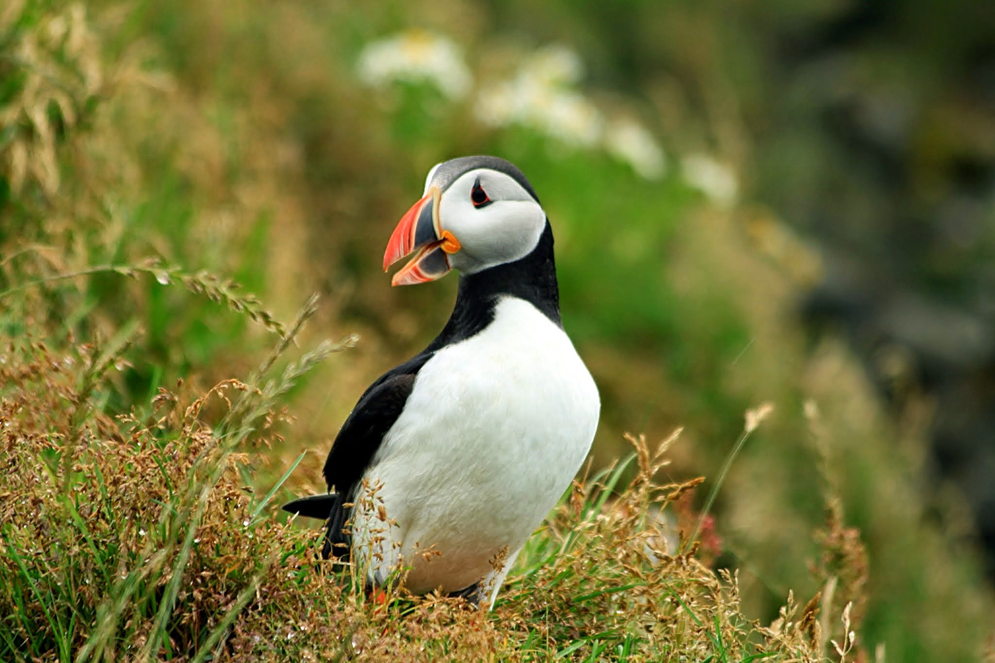 冰与火的国度 – 冰岛自驾环岛游(二)