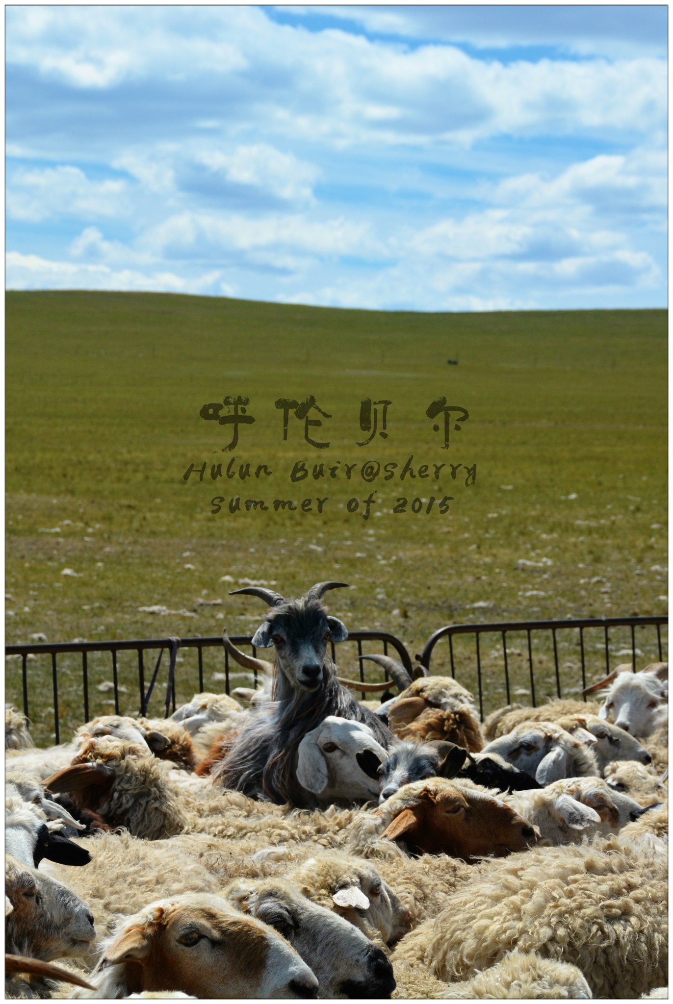 草原上的马头琴曲谱_草原上的马头琴手图片(3)