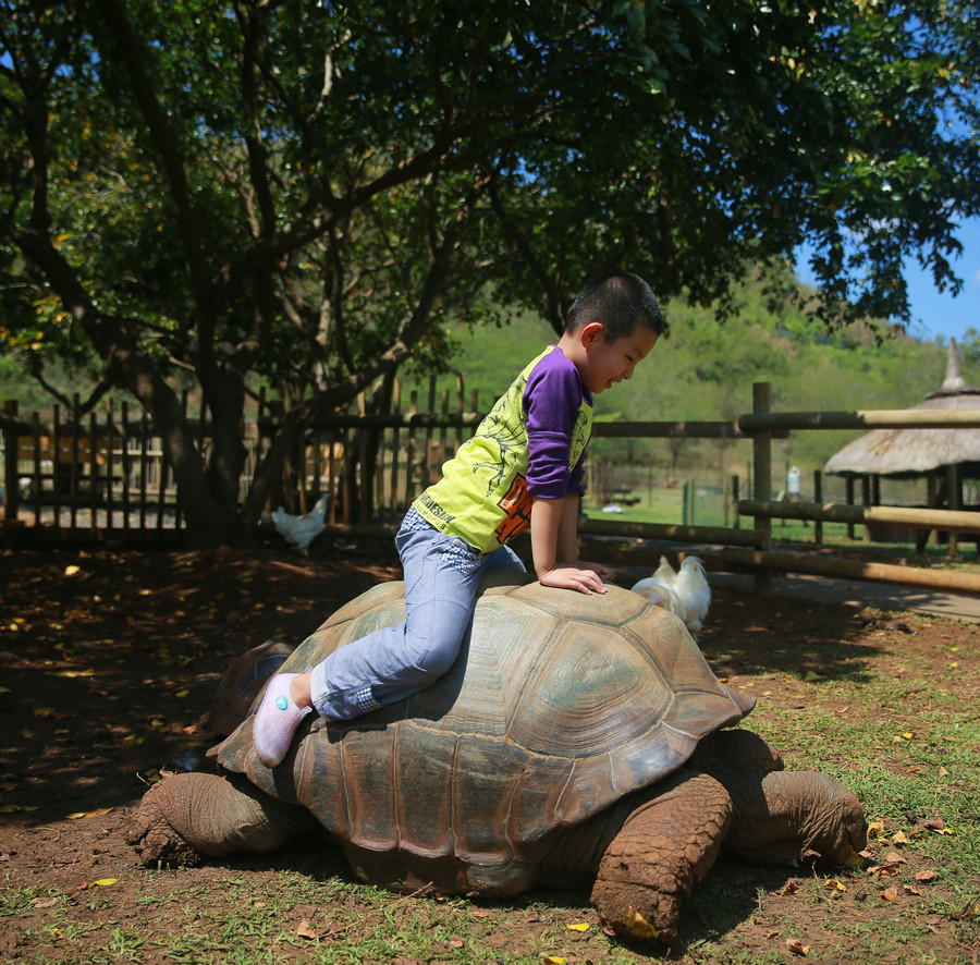 2017-8-29 13:14                  象龟最好还是不要骑上去