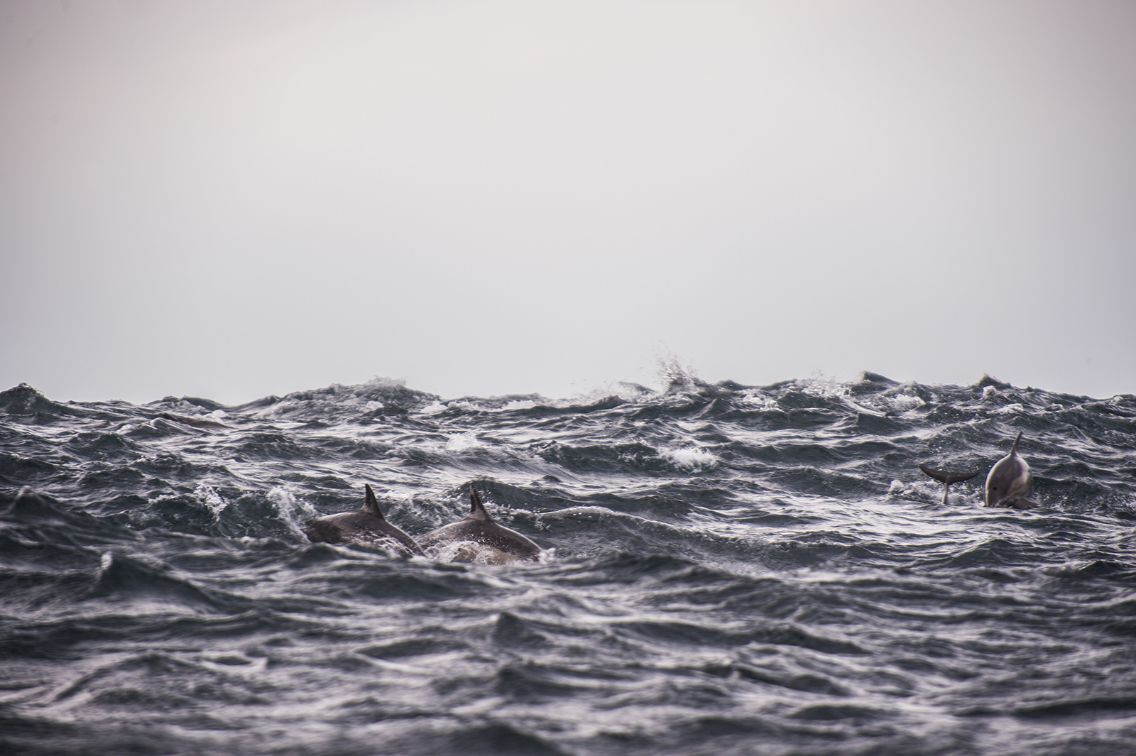 沙丁鱼大迁徙-狂野南非 海盗王.基德作品