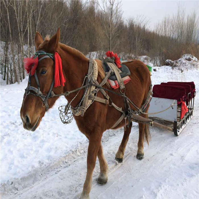亚布力东北民俗体验马拉爬犁抗联遗址门票赠送雪上飞碟无限玩