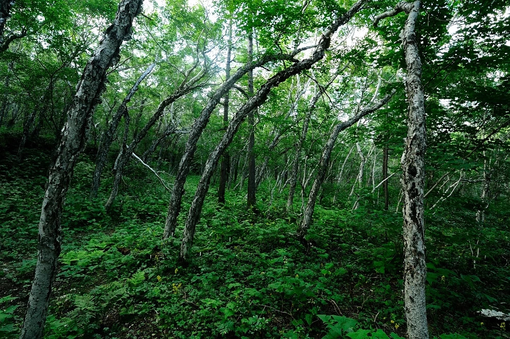 東北自助遊攻略