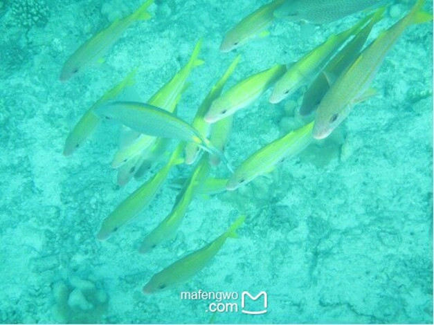 飞鱼链 wKgBs1e7ypmAFPbOAAFxweGBXoE88.jpeg?imageView2%2F2%2Fw%2F680%2Fq%2F90%7CimageMogr2%2Fstrip%2Fquality%2F90