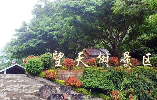 探寻阿莲雅热带雨林 西双版纳望天树景区直通车一日游(舒适游玩水 陆