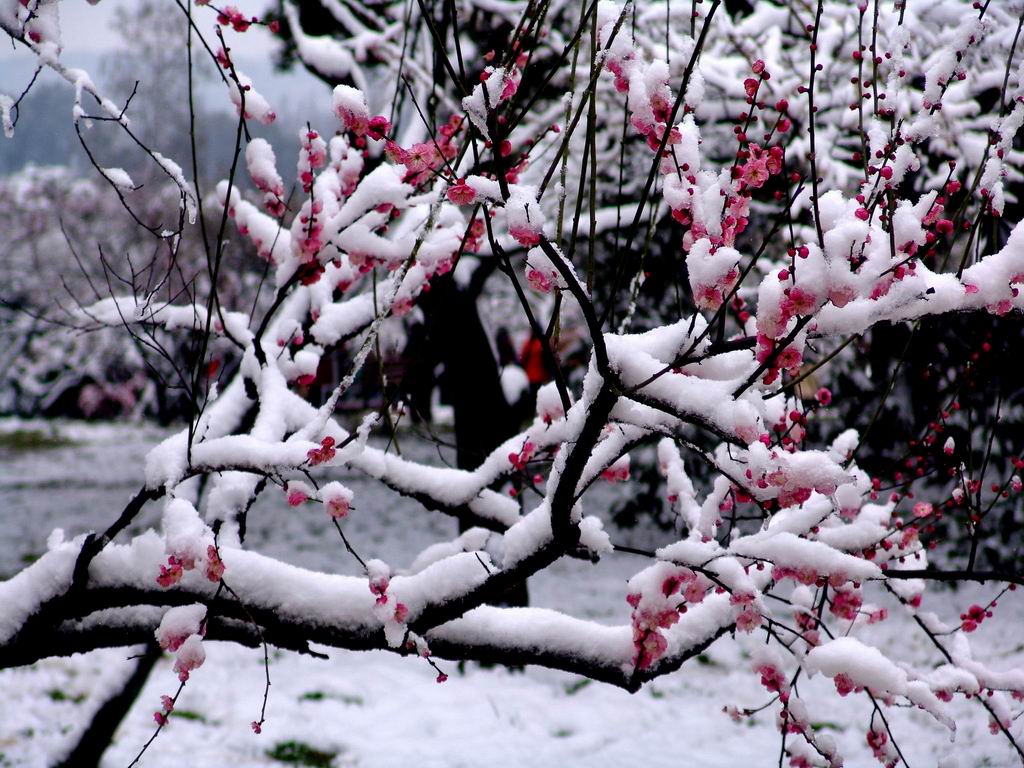 雪鄉自助遊攻略