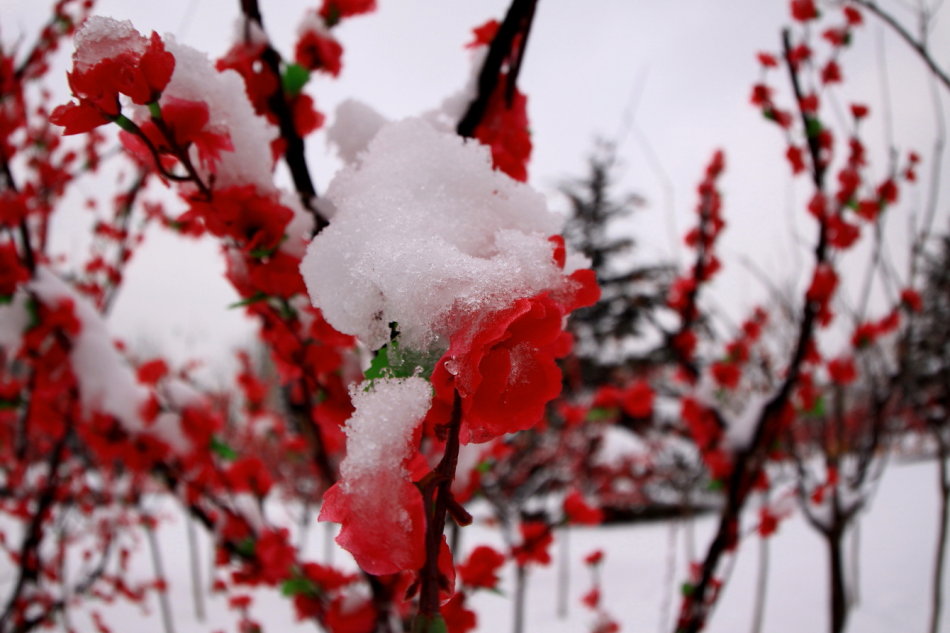 雪鄉自助遊攻略