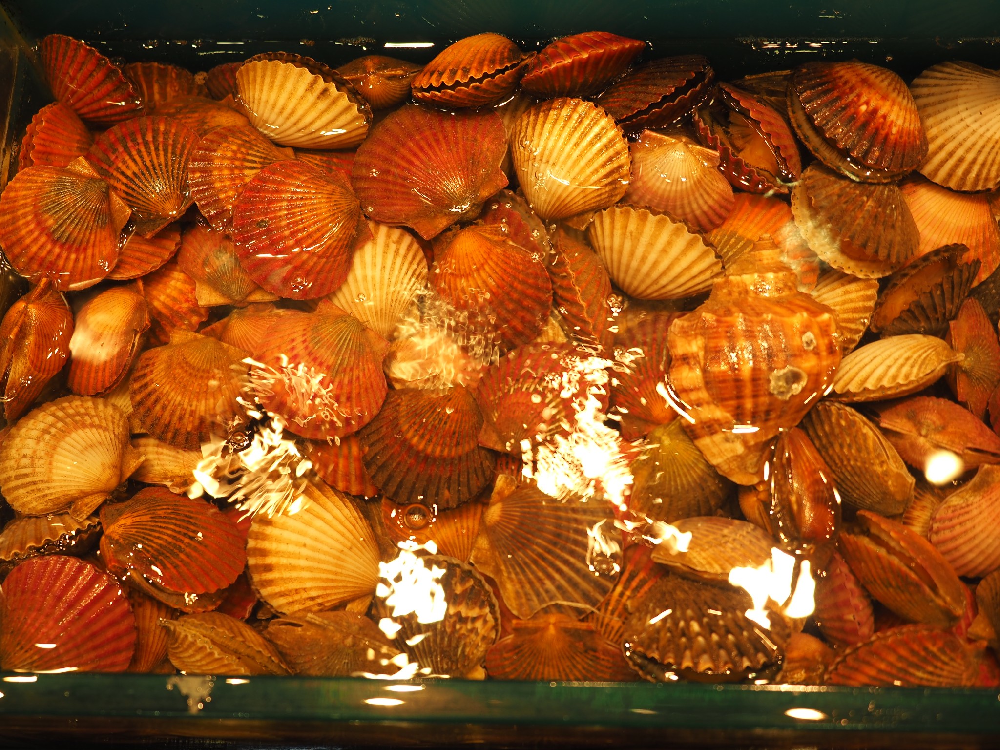 舟山:三毛祖居、定海古城、泰迪熊阿姨~